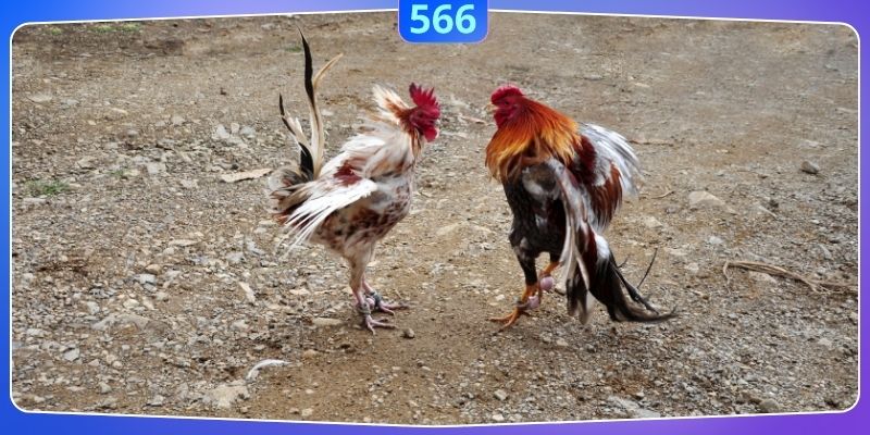 Bí kíp phá đảo mọi kèo chơi dù chỉ là tay chơi mới lấn sân