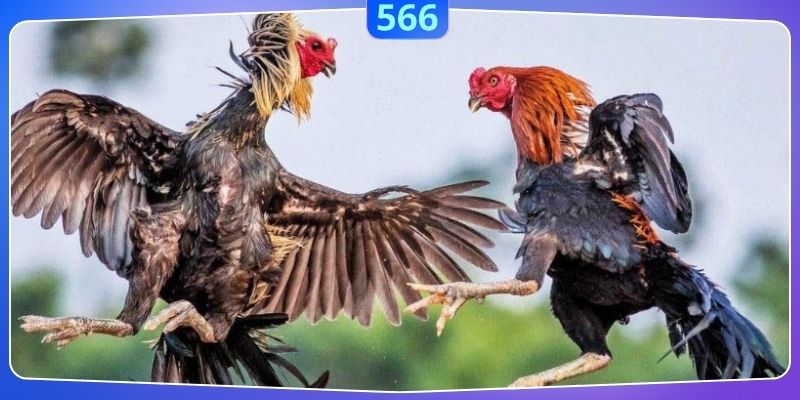 Các loại hình đá gà 566 cực hot