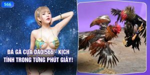 Đá Gà Cựa Dao 566 - Kịch Tính Trong Từng Phút Giây!