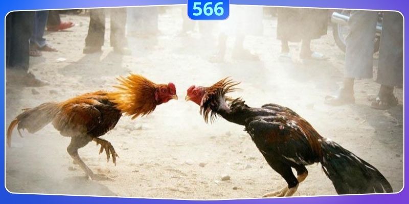 Cá cược đá gà đem lại cảm nhận kịch tính