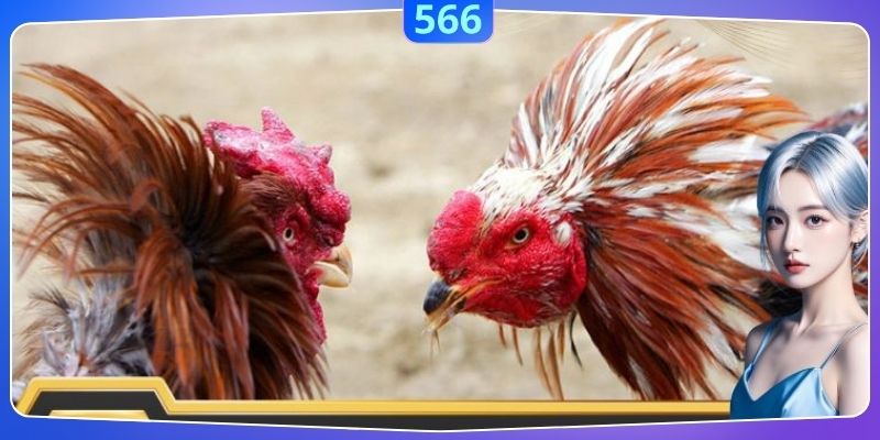 Đá gà đòi hỏi khách hàng tham dự quan sát bình tĩnh