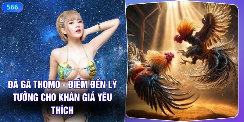 Đá Gà Thomo - Điểm Đến Lý Tưởng Cho Khán Giả Yêu Thích