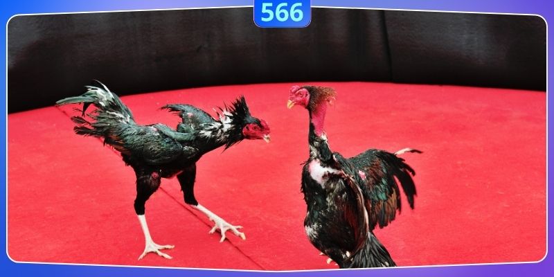 Điều bạn cần quan tâm để đấu kê thắng lớn dễ dàng nhất