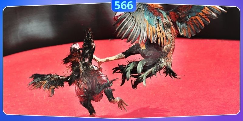 Thông tin cần nằm lòng về đá gà cựa dao 566