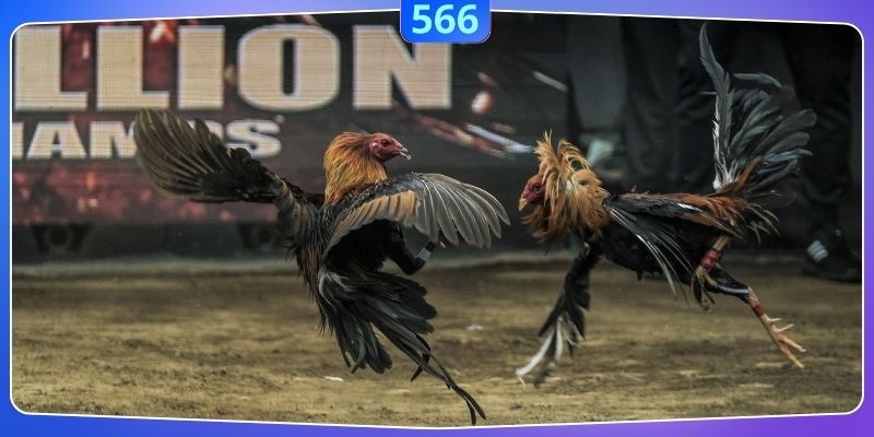 Trải nghiệm cược truyền thống 