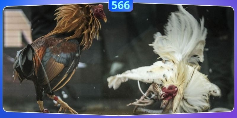 Ưu tiên cược trực tiếp